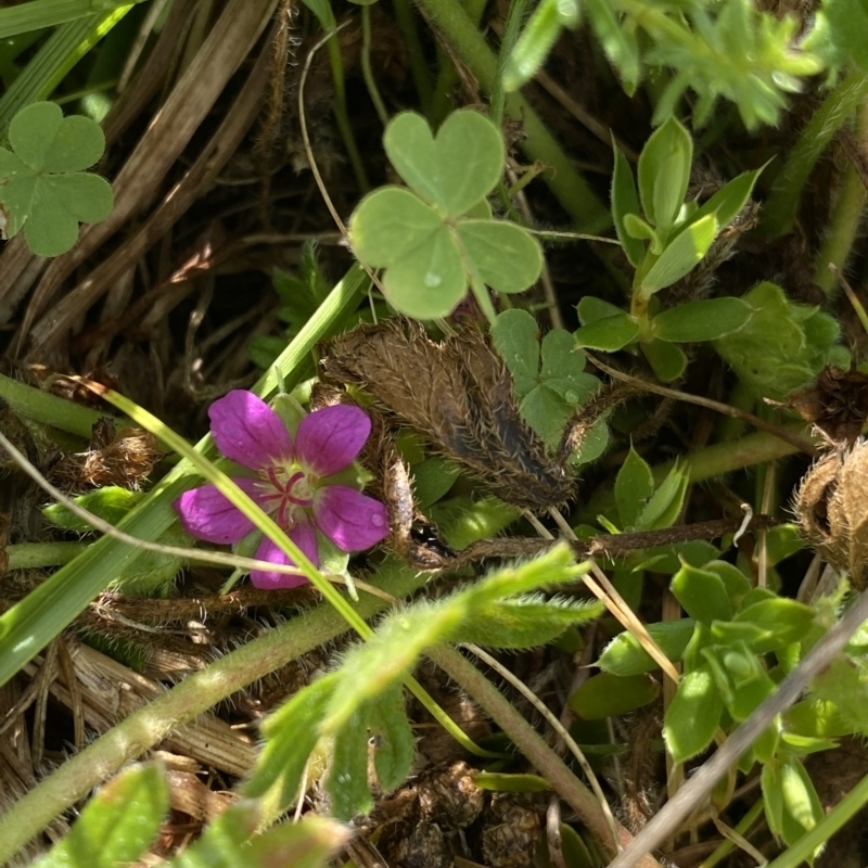 Geranium brevicaule