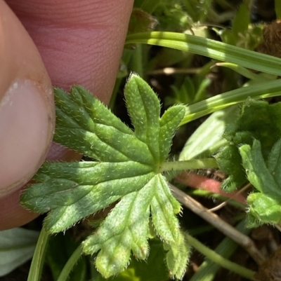 Geranium brevicaule