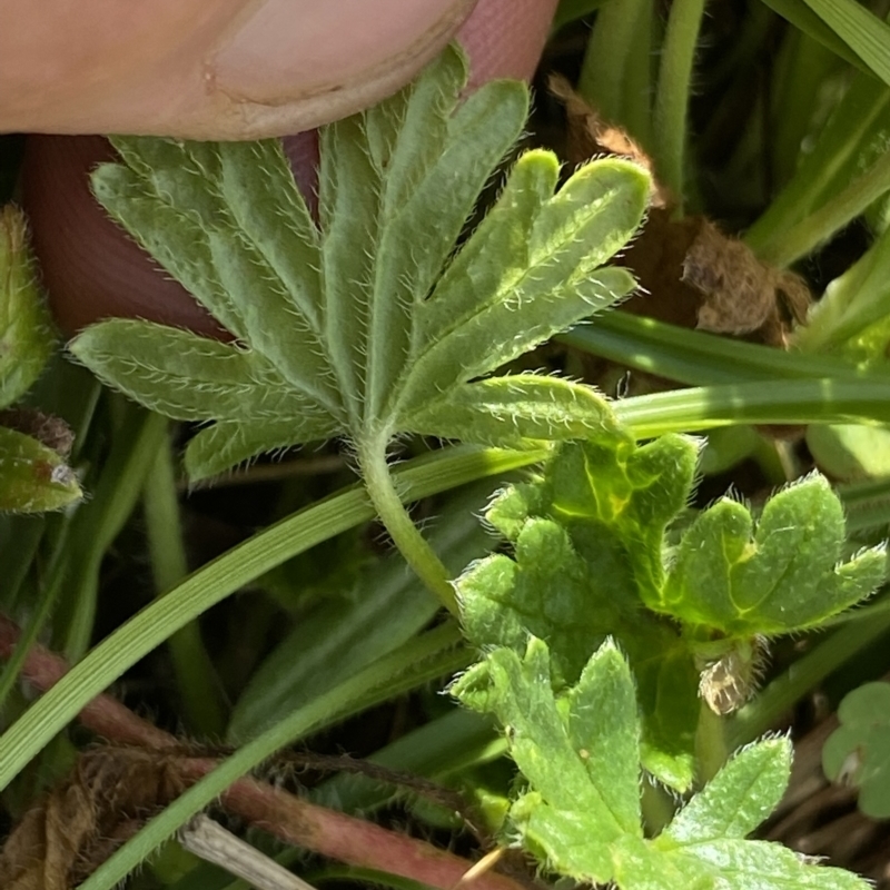 Geranium brevicaule