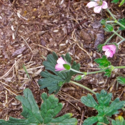 Geranium gardneri