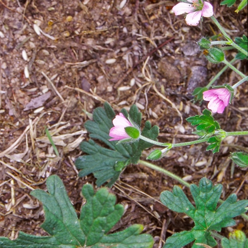 Geranium gardneri