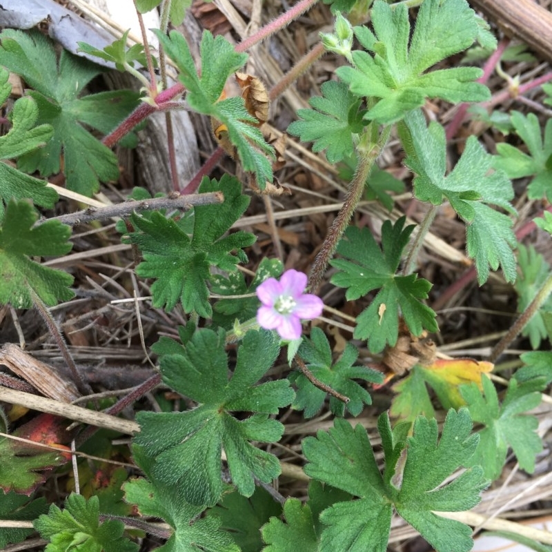 Geranium gardneri