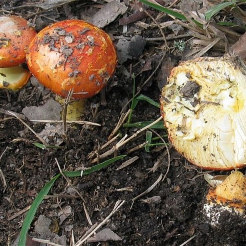 Amanita xanthocephala