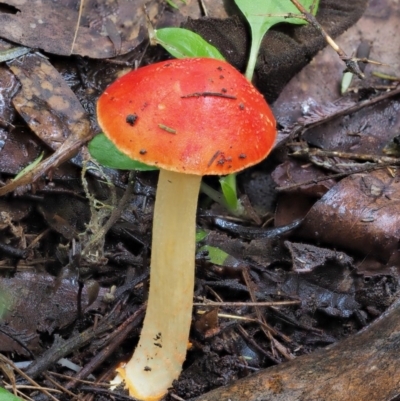 Amanita xanthocephala