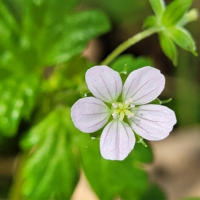 Geranium homeanum