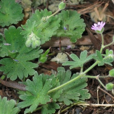 Geranium molle