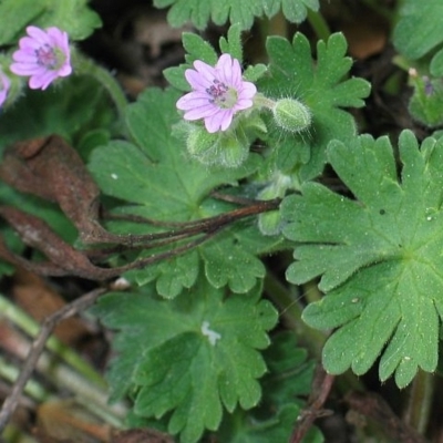 Geranium molle