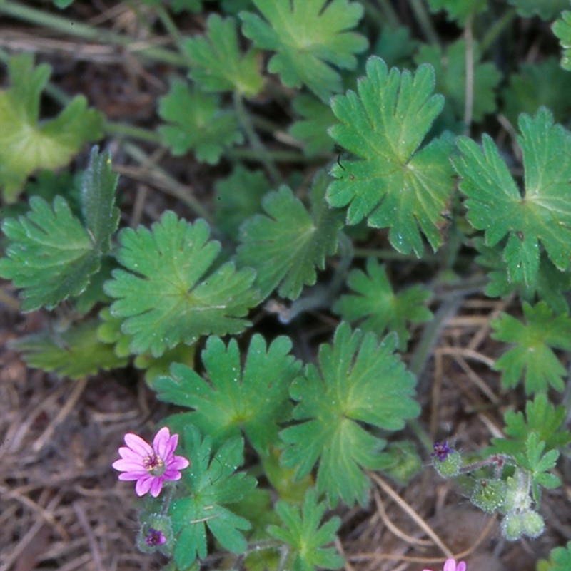 Geranium molle subsp. molle