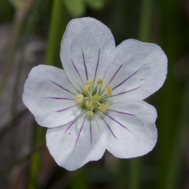 Geranium neglectum