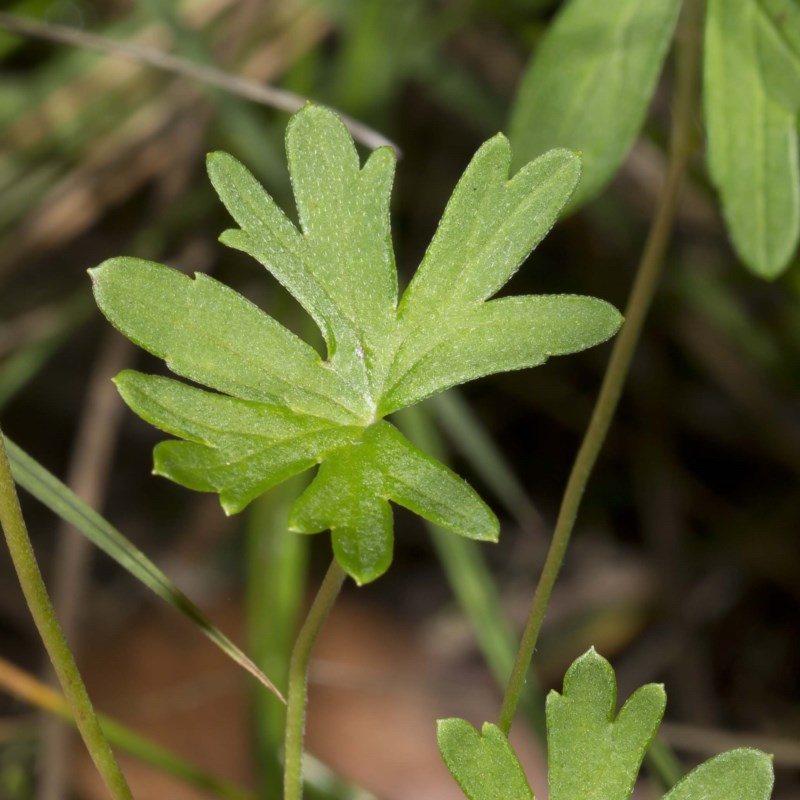 Geranium neglectum