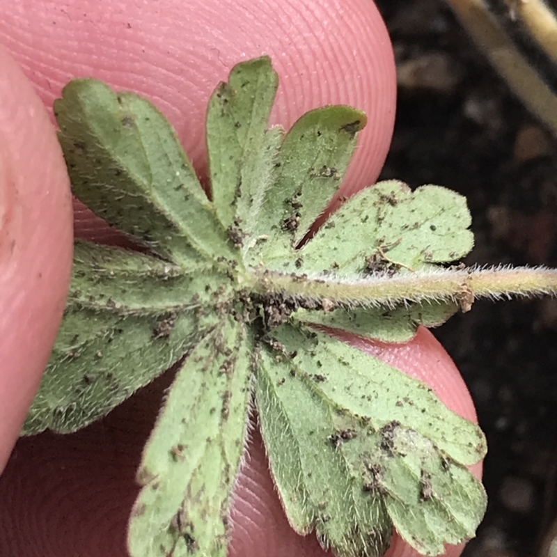 Geranium obtusisepalum