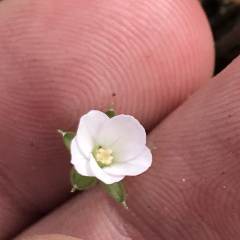 Geranium obtusisepalum