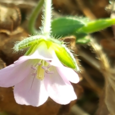 Geranium potentilloides