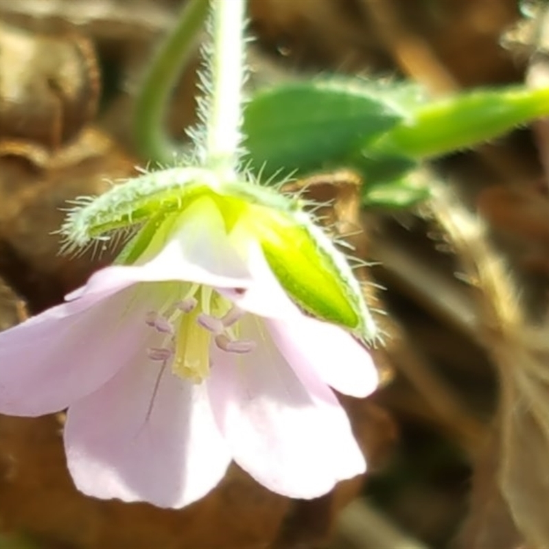 Geranium potentilloides