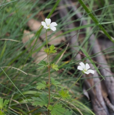 Geranium potentilloides var. abditum