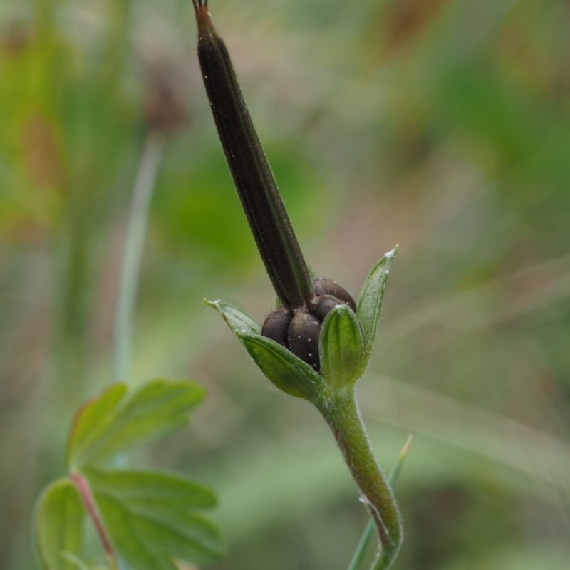 Geranium potentilloides var. abditum