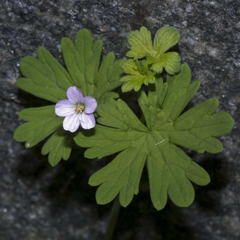 Geranium potentilloides var. Subalps (N.G.Walsh 4179) Vic. Herbarium