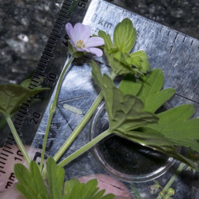 Geranium potentilloides var. Subalps (N.G.Walsh 4179) Vic. Herbarium