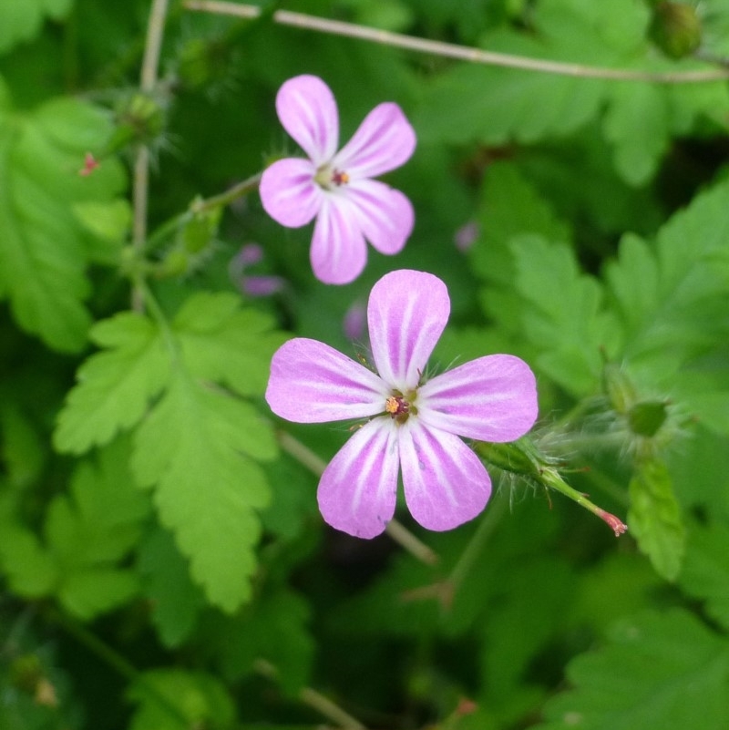 Geranium purpureum subsp. purpureum