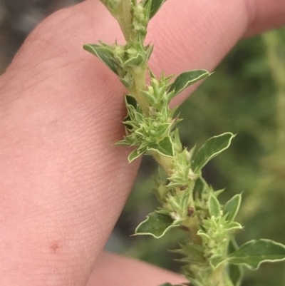 Amaranthus albus