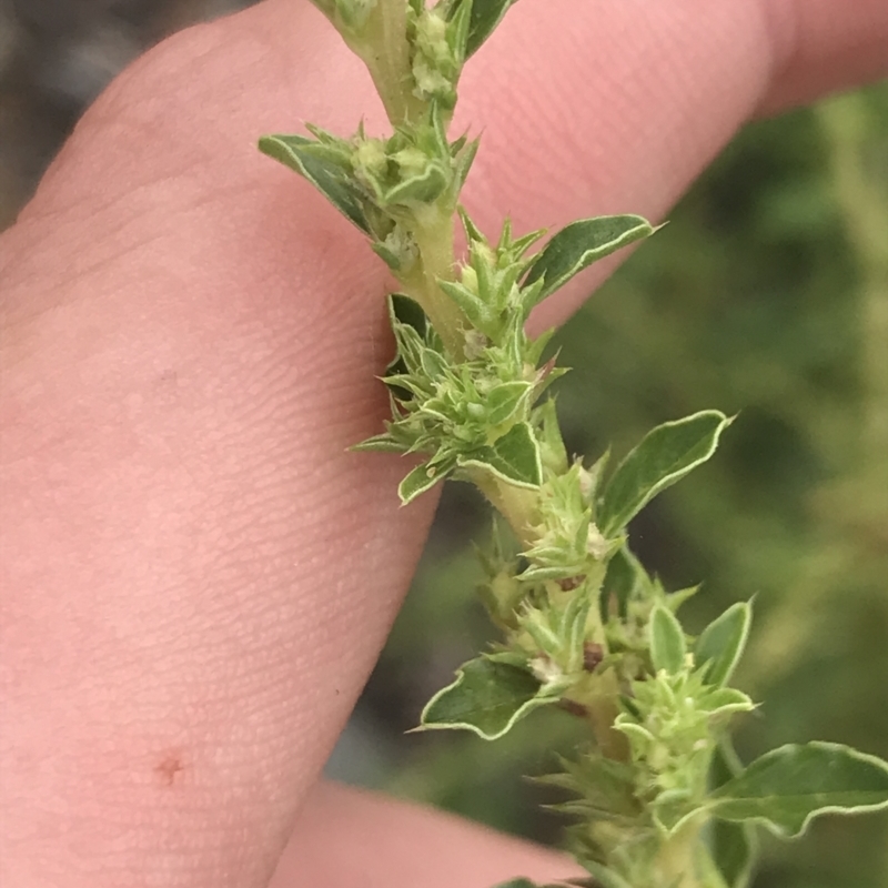 Amaranthus albus