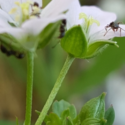 Geranium retrorsum