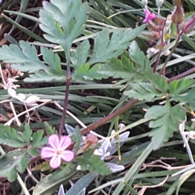 Geranium robertianum