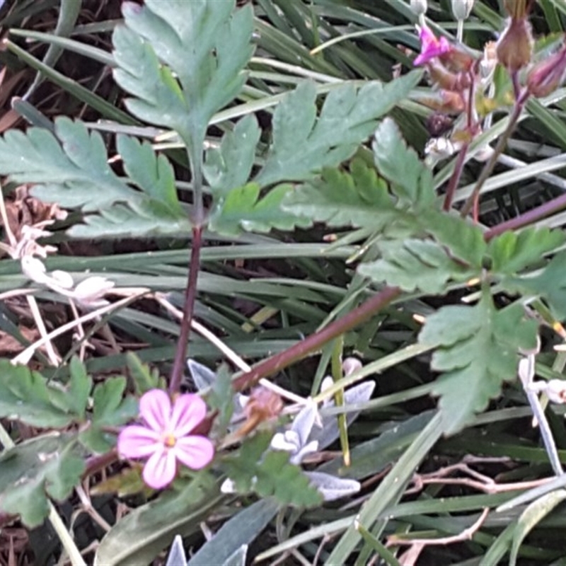 Geranium robertianum