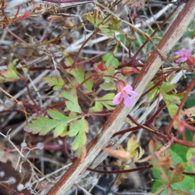 Geranium robertianum