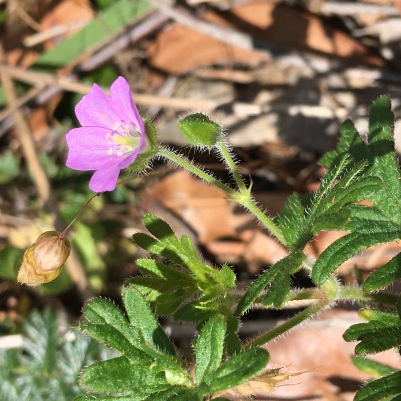 Geranium solanderi var. solanderi