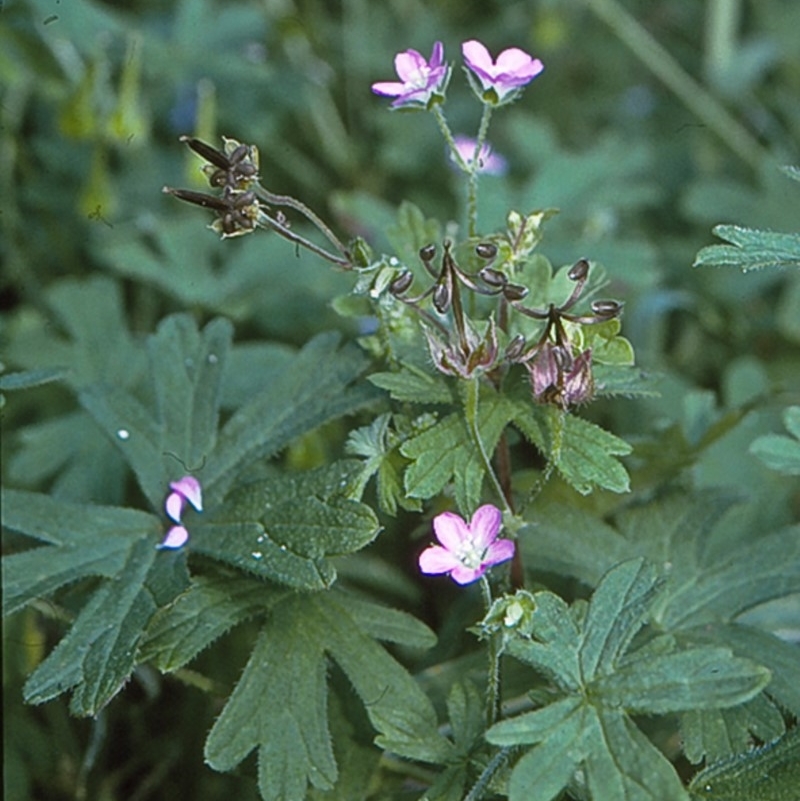 Geranium solanderi var. solanderi