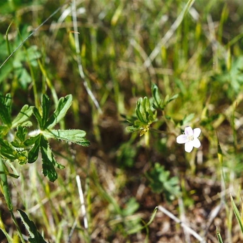 Geranium sp.