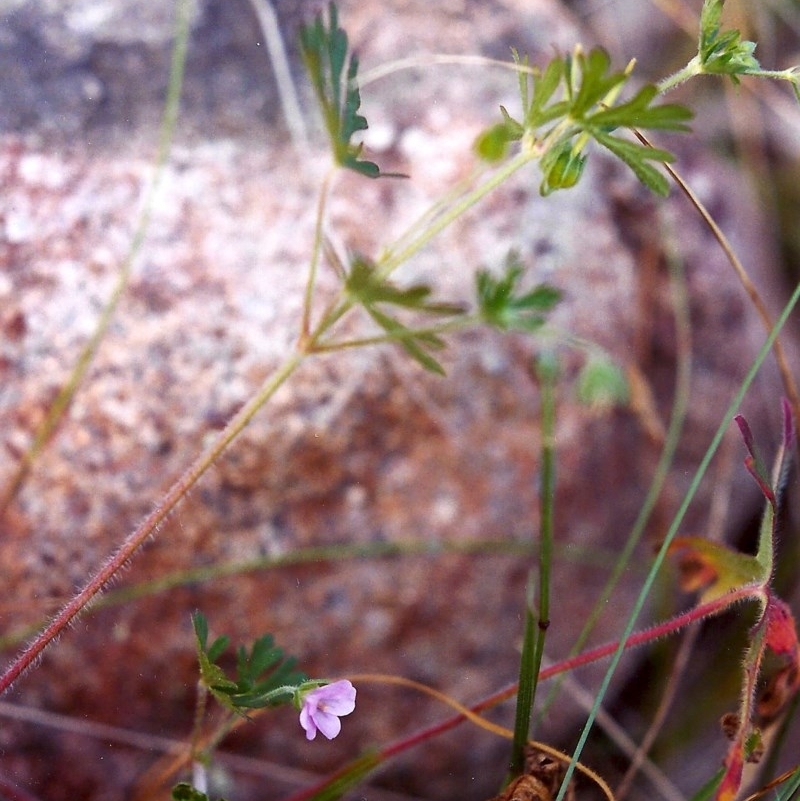 Geranium sp.