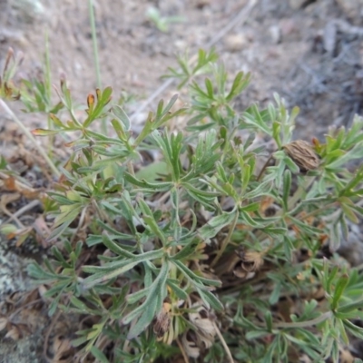 Geranium sp.