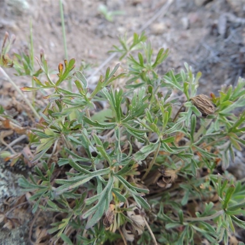 Geranium sp.