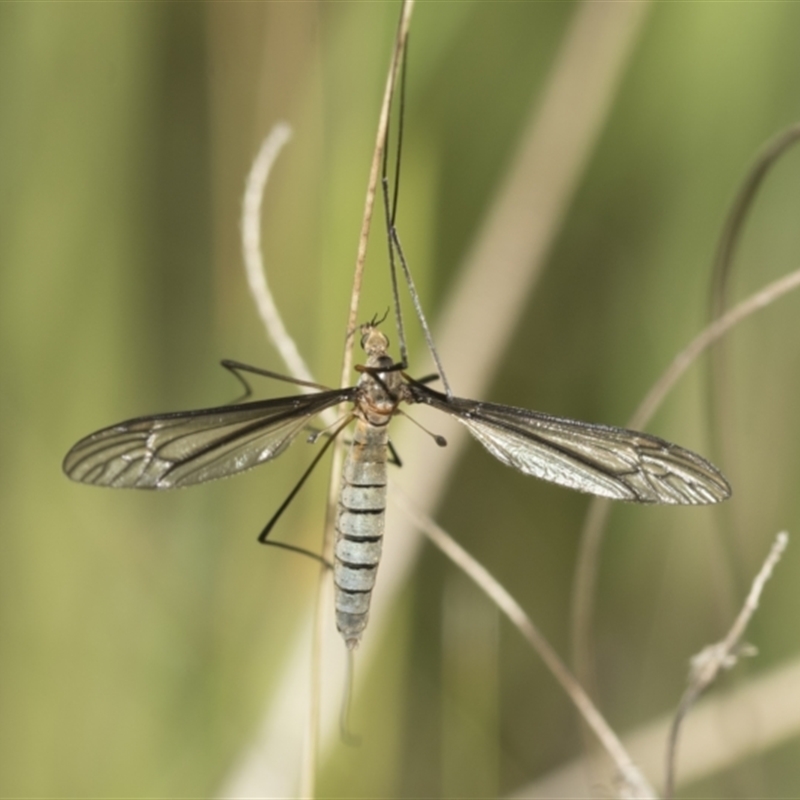 Geranomyia sp. (genus)