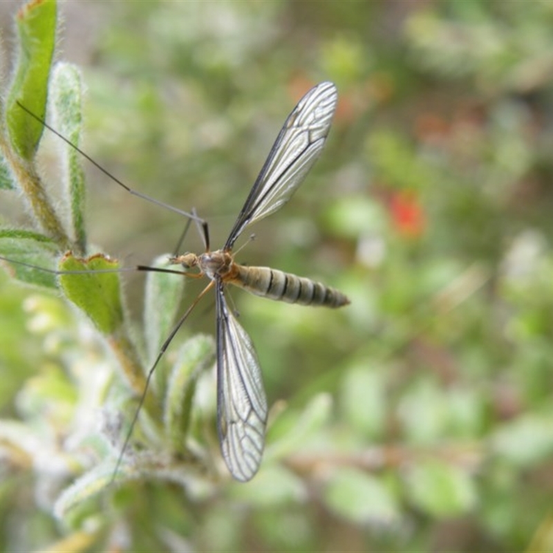 Geranomyia sp. (genus) cnm2