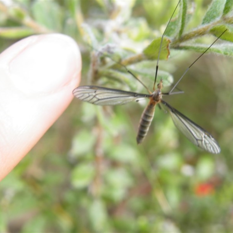 Geranomyia sp. (genus) cnm2