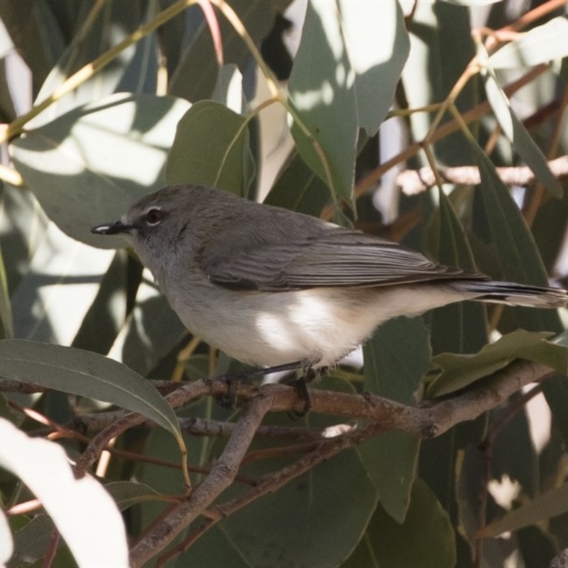 Gerygone fusca