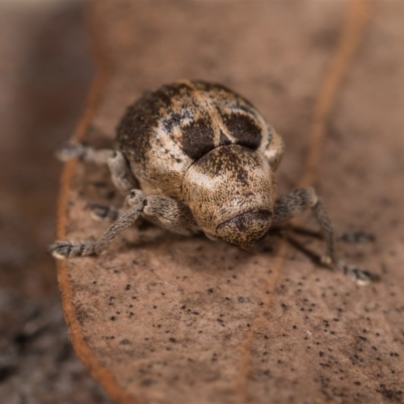 Gerynassa sp. (genus)