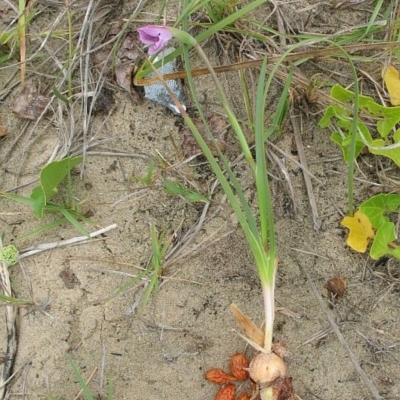 Gladiolus gueinzii