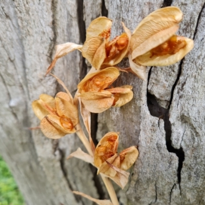 Gladiolus sp.