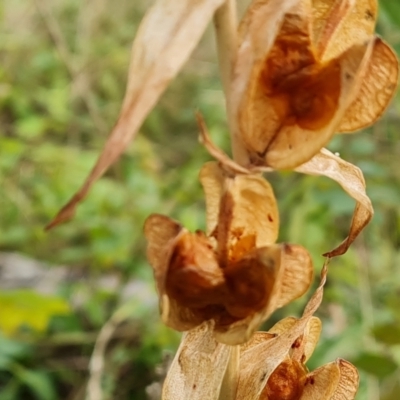 Gladiolus sp.