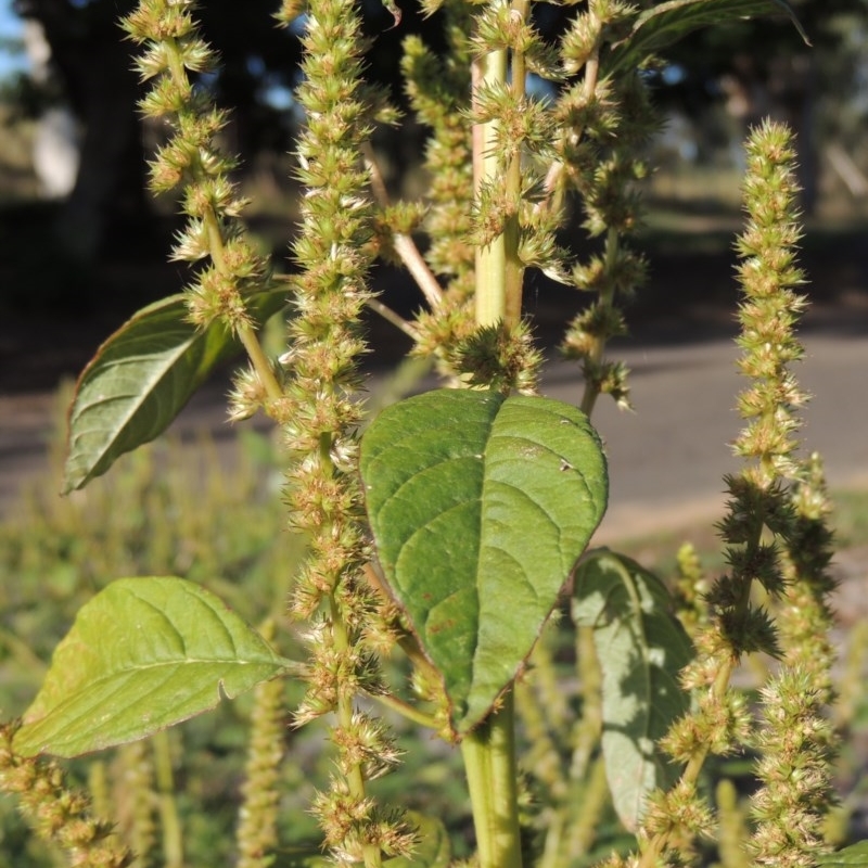 Amaranthus powellii