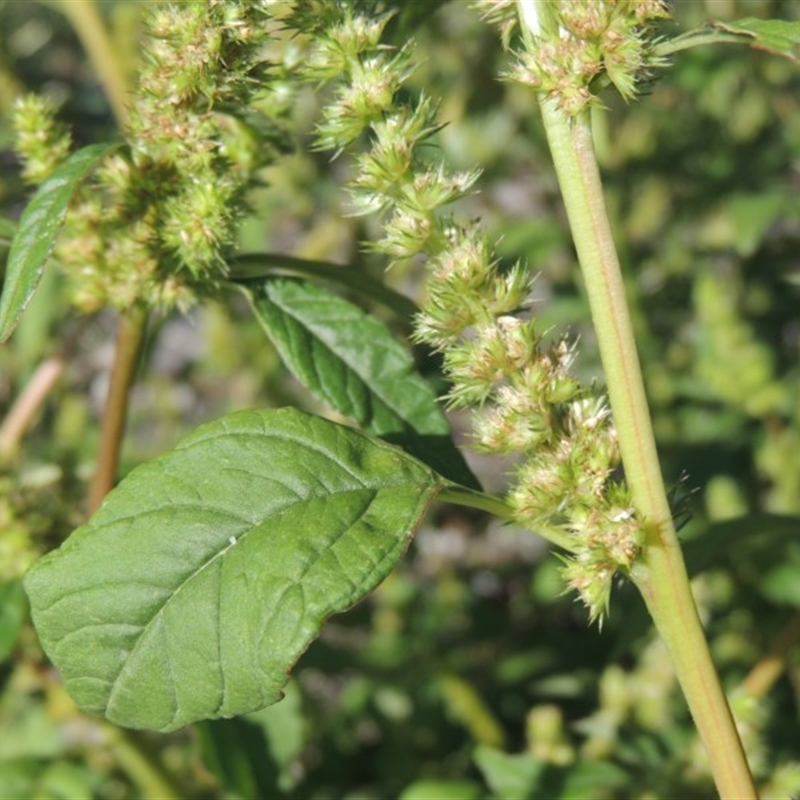 Amaranthus powellii