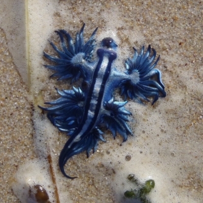 Glaucus atlanticus