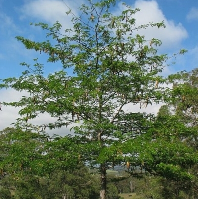 Gleditsia triacanthos