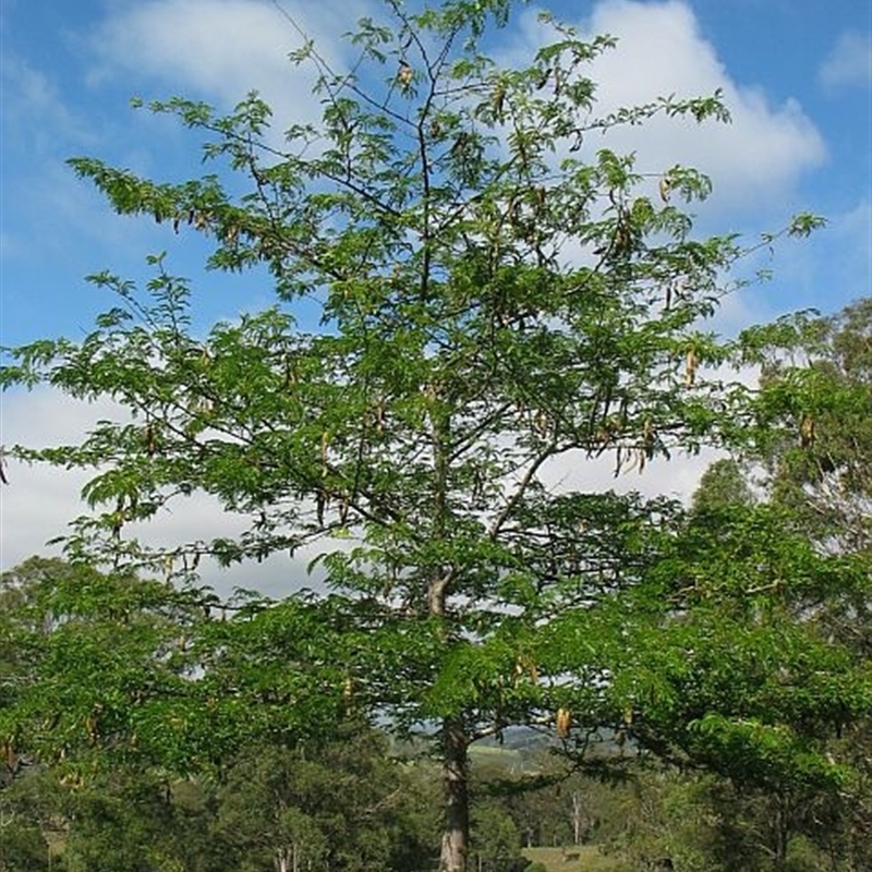 Gleditsia triacanthos