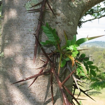 Gleditsia triacanthos