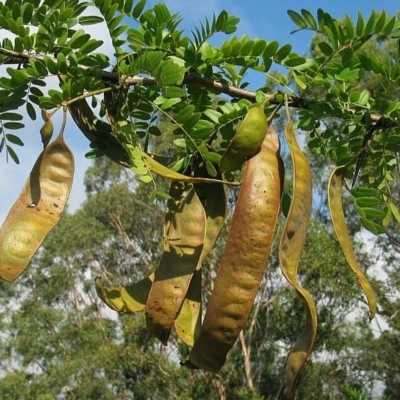 Gleditsia triacanthos